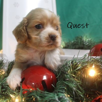 puppy, for, sale, Cocker Spaniel, Joe & Cherri  Overlease, dog, breeder, Miller, MO, dog-breeder, puppy-for-sale, forsale, nearby, find, puppyfind, locator, puppylocator, aca